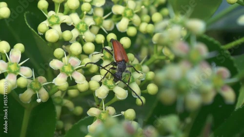 A closeup view of an insect resting on a flowering plant, showcasing natures beauty and diversity