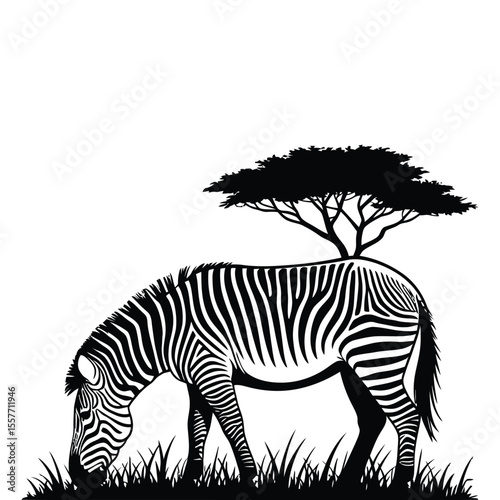 Zebra silhouette grazing in field with acacia tree for minimalist wildlife design