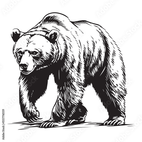 Silhouette of Grizzly Bear, Polar bear vector illustration 