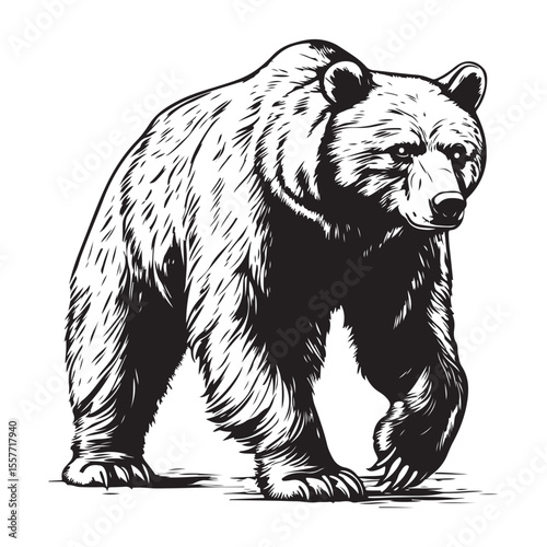 Silhouette of Grizzly Bear, Polar bear vector illustration 