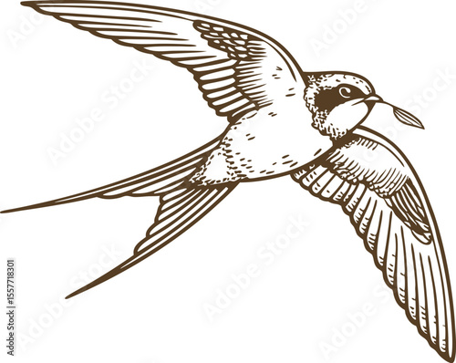 Flight of swallow with twig in beak hand drawn migratory bird illustration, symbol of hope and renewal