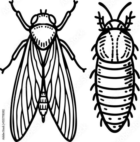 Detailed insect anatomy illustration, comparison of adult and larval stages, black and white line drawing
