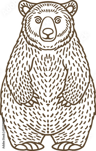Brown bear line art wild animal hand drawn illustration, cute forest mammal standing upright isolated