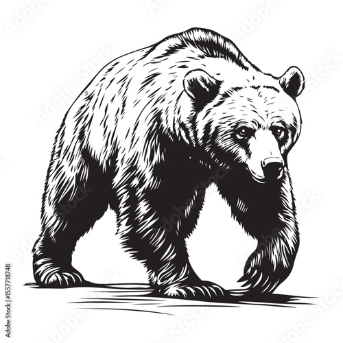 Silhouette of Grizzly Bear, Polar bear vector illustration 