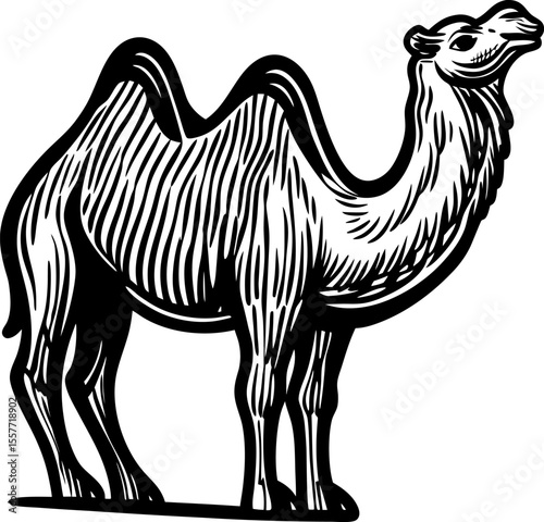 Two humped camel standing hand drawn vintage illustration, black and white engraved desert animal