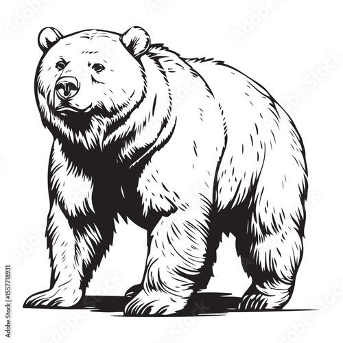 Silhouette of Grizzly Bear, Polar bear vector illustration 