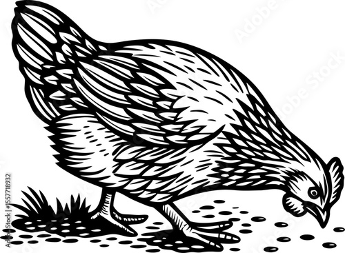 Hen pecking at ground black and white illustration of chicken eating feed, side view, detailed drawing