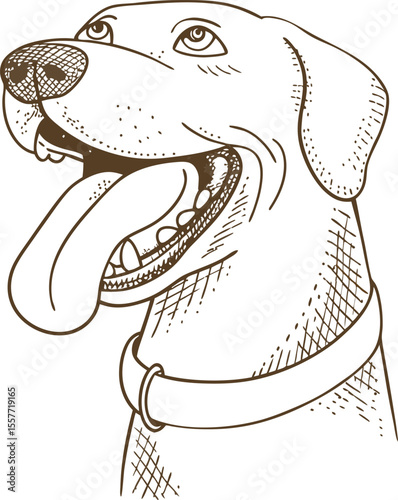 Happy labrador dog portrait smiling pet, open mouth, tongue out sketch illustration, friendly breed concept