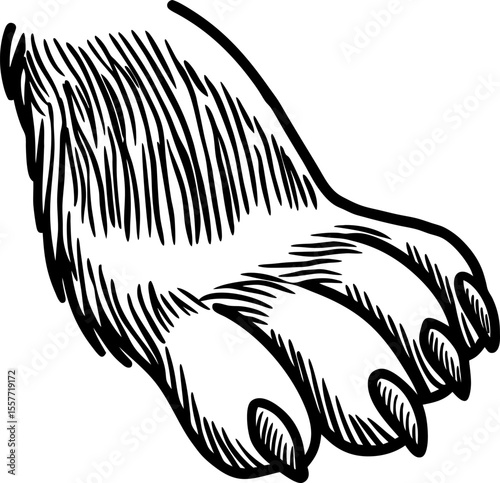 Animal paw with sharp claws black and white illustration, detailed line art, wild creature foot anatomy