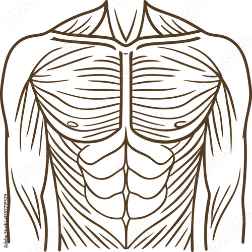 Male human torso with outlined chest, abdominal, and arm muscles anatomical illustration of upper body structure