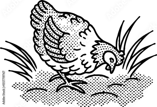 Pecking hen illustration farm chicken foraging in field, black and white vintage engraving drawing