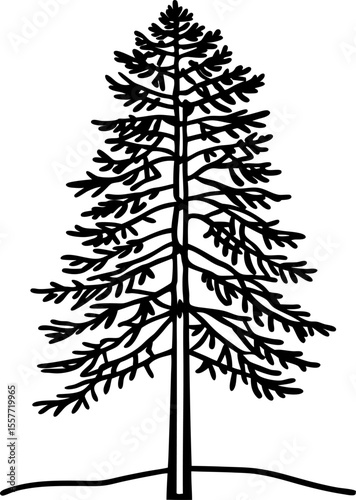 Tall pine tree outline, detailed fir silhouette with branches nature symbol, evergreen forest botanical illustration