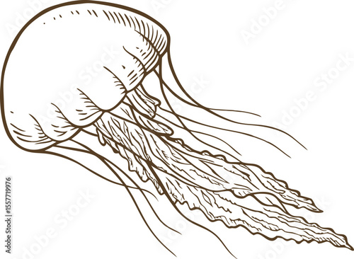 Hand drawn jellyfish illustration detailed marine animal sketch, aquatic sea creature with flowing tentacles isolated