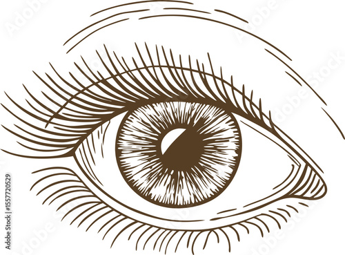 Detailed human eye sketch, open gaze with long lashes and iris illustration on white background