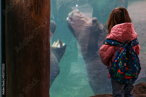 girl looking at hippos