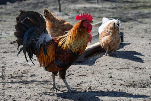 Kolorowy kogut na tle kur, Colorful rooster against a background of hens
