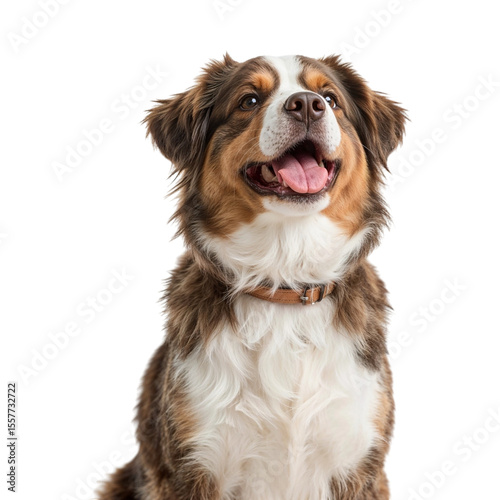 Happy Australian Shepherd Dog Smiling Portrait