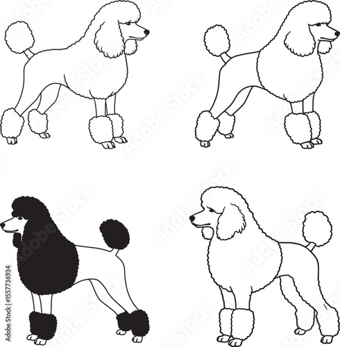 Standard Poodle Dog Pet Silhouette Set on White Background vector illustration