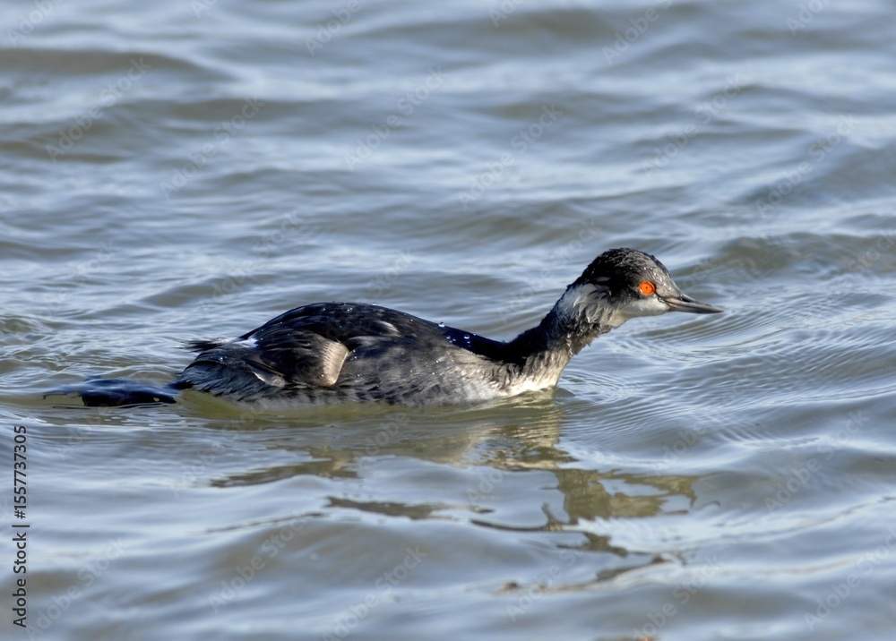 Side View of Black-necked Grebe (Podiceps nigricollis) Swimming Side View of Black-necked Grebe (Podiceps nigricollis) Swimming