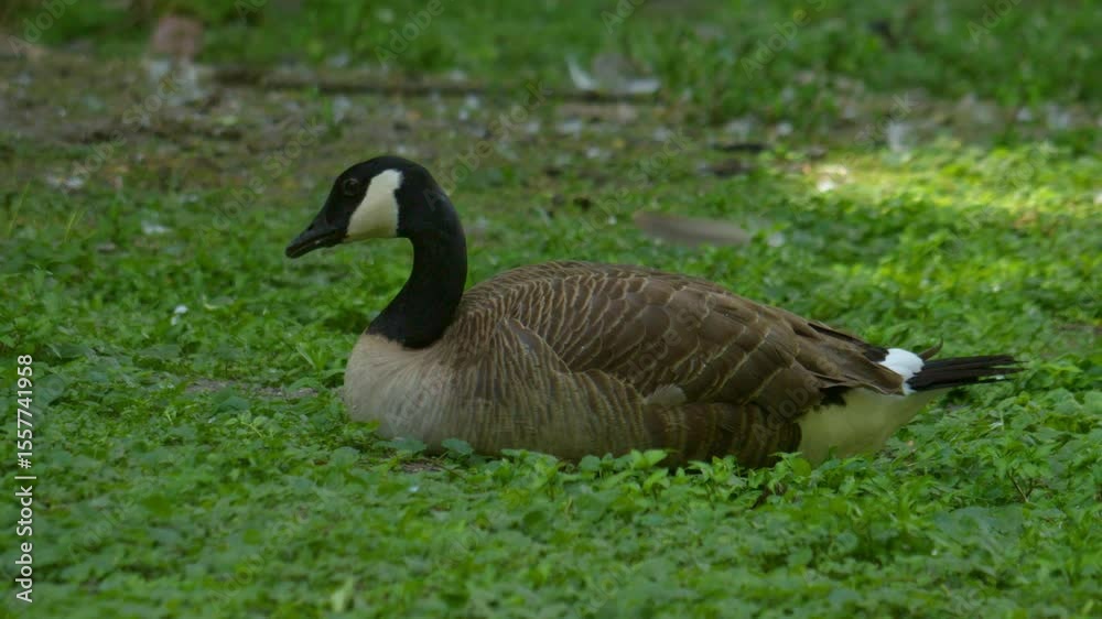Canada goose sitting in green grass Canada goose sitting in green grass