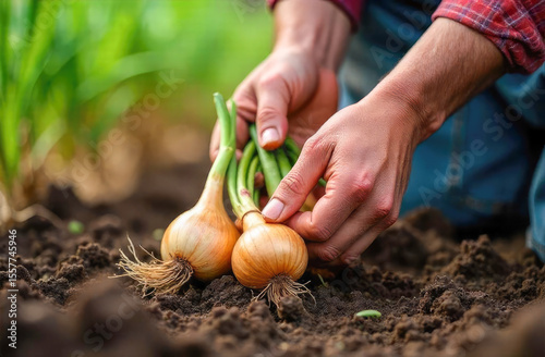 Harvesting fresh onion in a home garden during springtime under bright sunlight