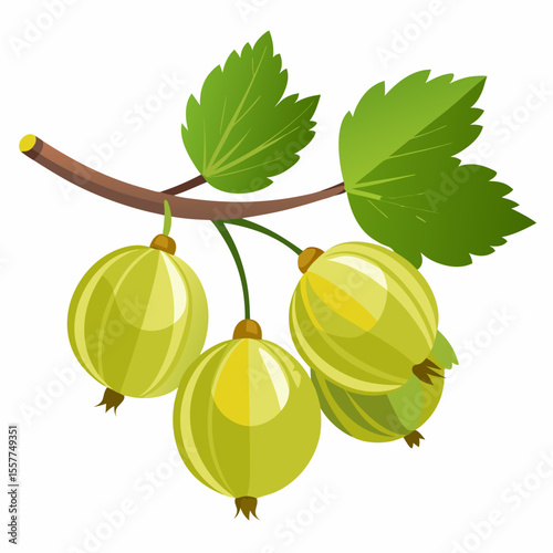 vector illustration of gooseberry
