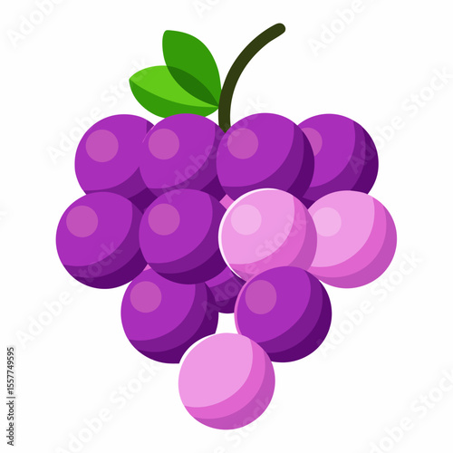 grapes vector illustration