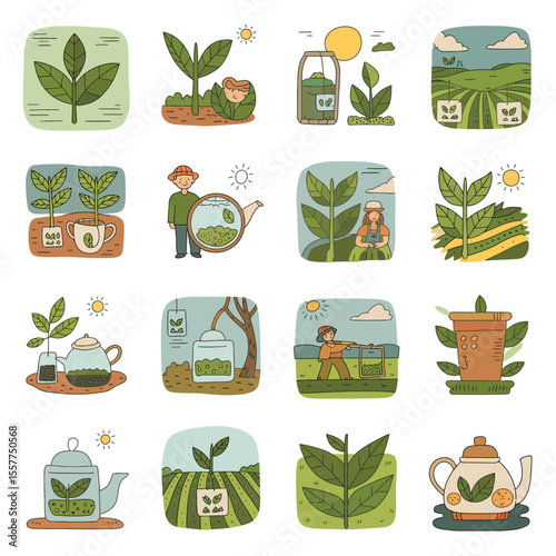 Collection of illustrations depicting tea cultivation and preparation with people and plants