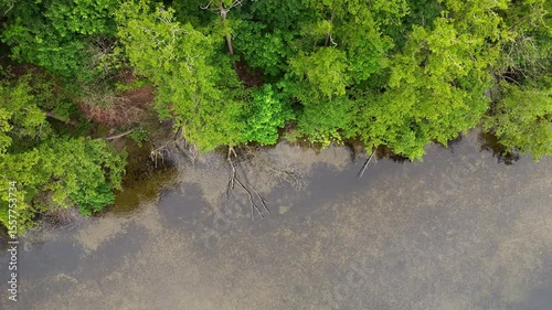 Forest Shoreline with Submerged Roots in Murky Water, Aerial top-down view of tree edge meeting natural lake surface