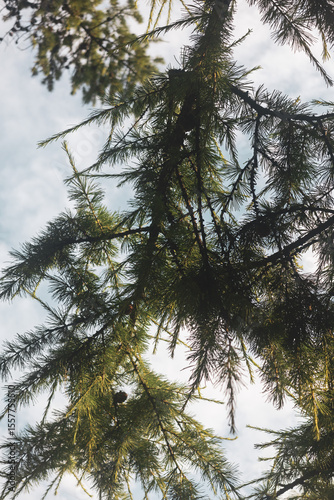 Branches of Siberian larch (Larix sibirica) on the background of the sky. Vertical photo