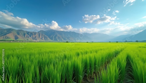 Scenic rice field in northern Iran. Bright green paddy field with mountains, blue sky, clouds in background. Rural landscape. Agriculture, cultivation, farming, harvest. Tranquil countryside, nature.
