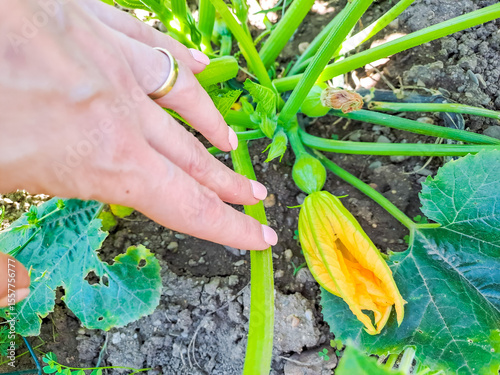 pretty zucchini flower with its fruit growing on the plant