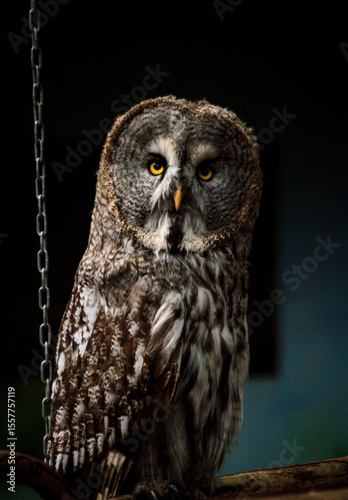 tawny owl