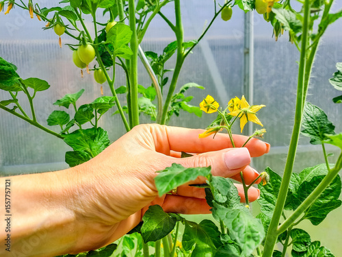 Female hands shape bushes of flowering tomato plants, prune side shoots