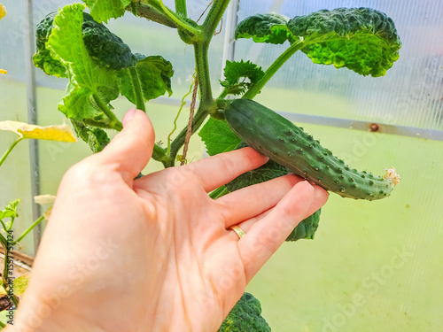 Organic Cucumber Vegetable Growing in Greenhouse and Female Farmer Hand close up