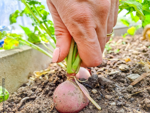 Young adult woman pulling out ripe radish. Close-up.. vegetable plants.
