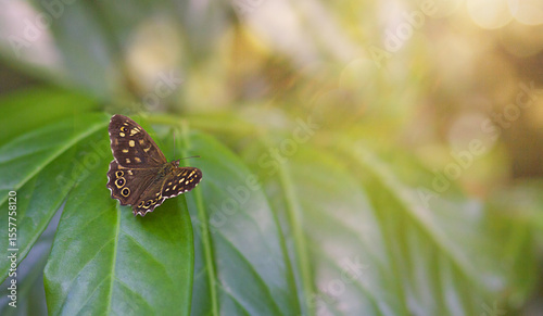 A large butterfly, Pararge aegeria, sits on a green leaf in the sunlight on a summer day.