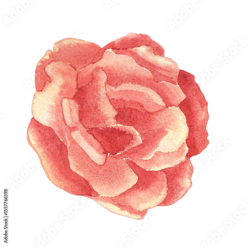 Rosebud. Watercolor floral illustration of a delicate pink rose. Botanical painting of isolated rose bloom. Flower bud clipart.