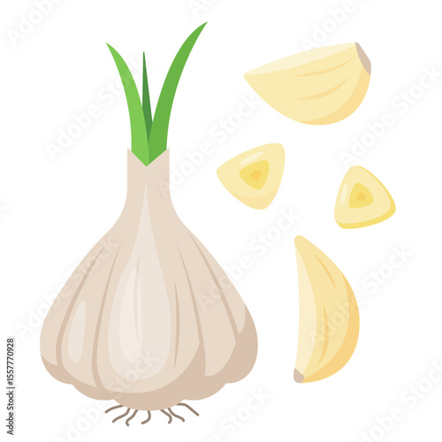 Fresh Garlic bulb in skin and cloves. Head of garlic in peel, slices and pieces. Cook ingredients, Spices. Organic food. Vector icon illustration isolated on white background.