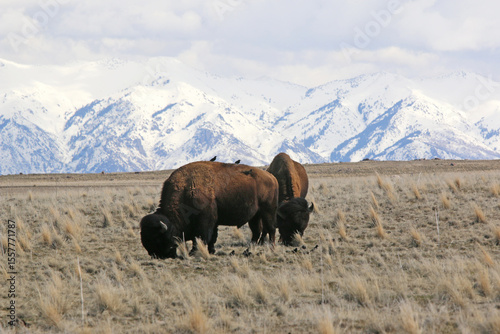 Bison on Antelope Island, Utah, in winter	