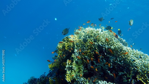 Fototapeta Naklejka Na Ścianę i Meble -  Colorful tropical fish on a coral reef, amazingly beautiful fairy world. In the coral gardens of the Red Sea.