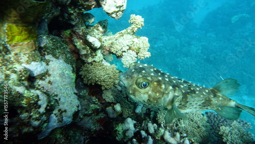 Fish hedgehog. Yellow-spotted cyclicht - grows up to 34 cm, feeds on crustaceans and molluscs. In case of danger, it takes the form of a ball, bristling spines.
