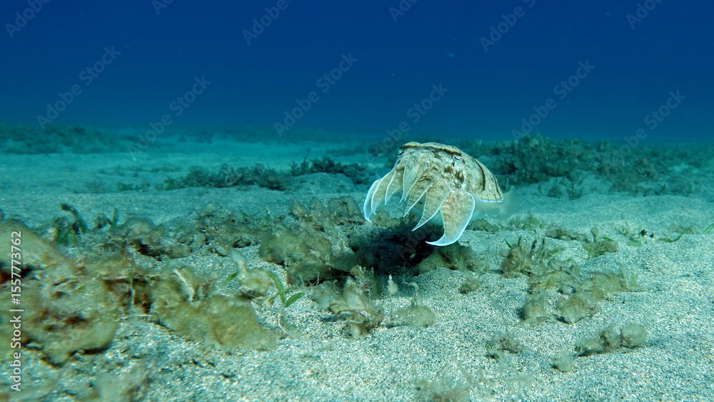 Fototapeta premium Sepia pharaonis. Mollusks, type of Mollusk. Head-footed mollusks. Cuttlefish squad. Pharaoh cuttlefish.