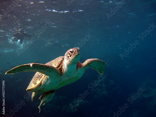 Big Green turtle , Green turtles are the largest of all sea turtles. A typical adult is 3 to 4 feet long and weighs between 300 and 350 pounds.