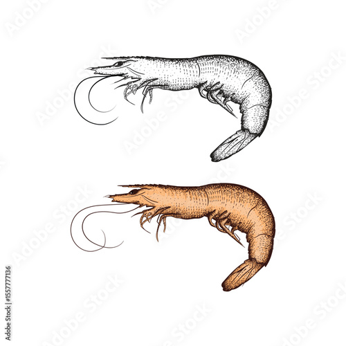 Handdrawn vintage Illustration of prawn 