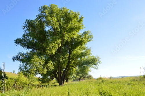 Fototapeta Naklejka Na Ścianę i Meble -  lonely willow in the field