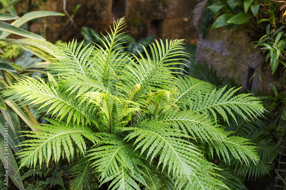 Polypodiophyta sensu stricto, Beautiful large fern plant, top view. Polypodiophyta sensu stricto, Beautiful large fern plant, top view.