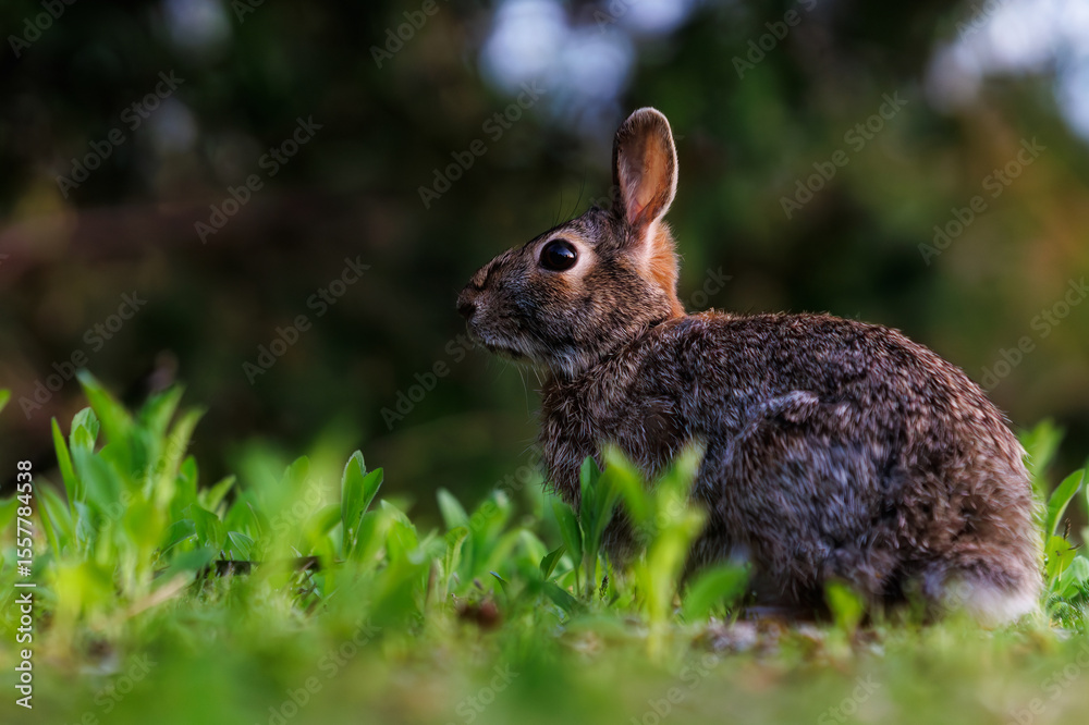 Fototapeta premium rabbit in the grass