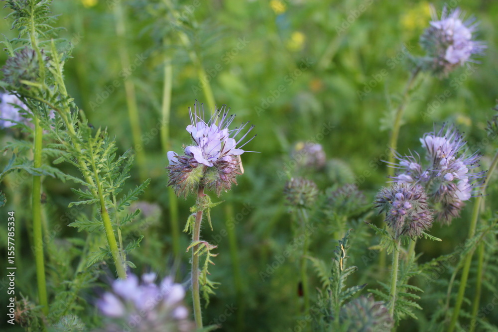 Obraz premium phacelia