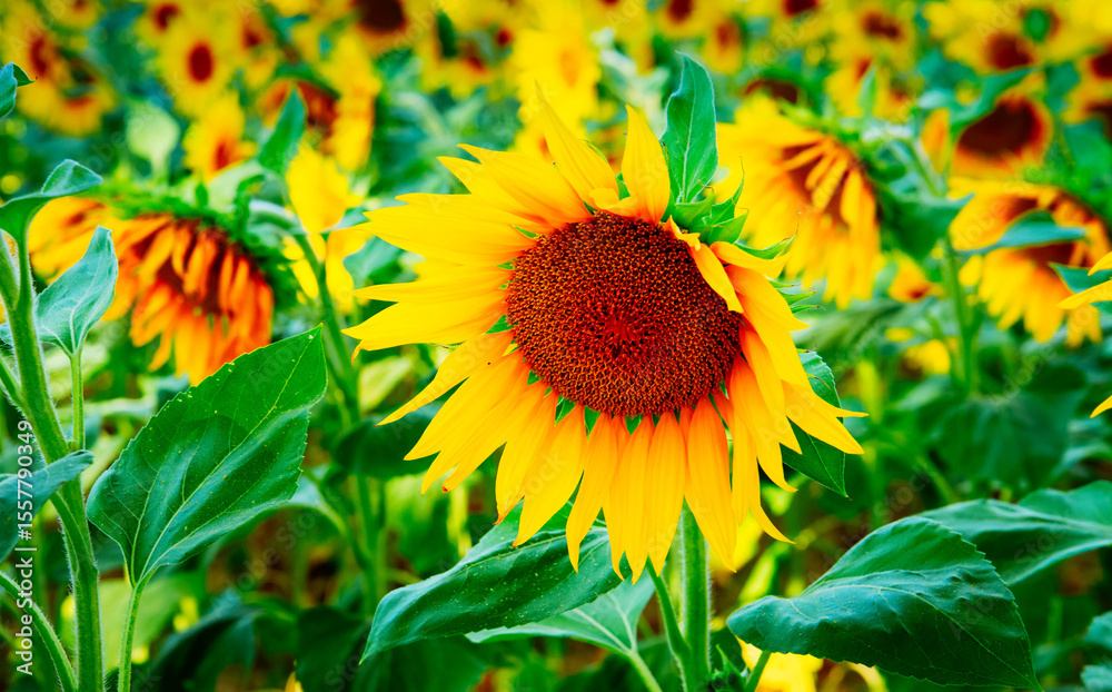 Fototapeta premium Field of sunflowers